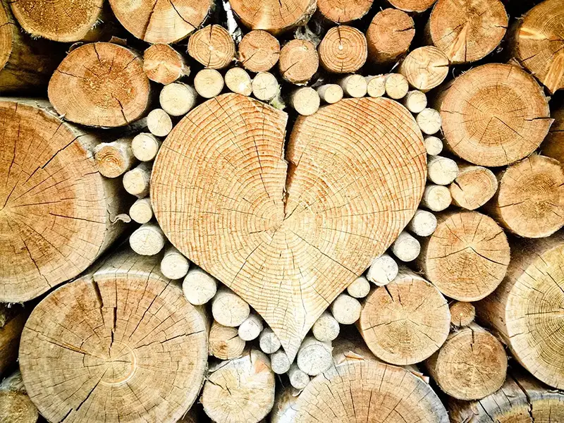 Create a picture of a cracked heart using a huge tree trunk